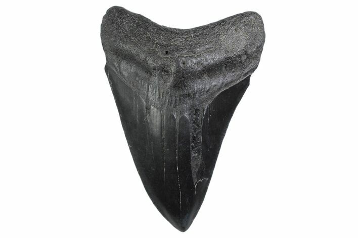 Fossil Megalodon Tooth - South Carolina #370453